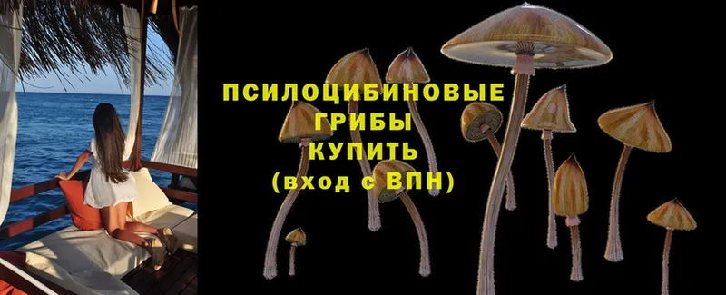 Псилоцибиновые грибы Cubensis Зима